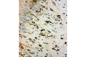 Anti-muscarinic Acetylcholine Receptor 1 antibody, IHC(P) IHC(P): Rat Brain Tissue (CHRM1 antibody  (C-Term))