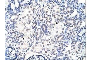 Image no. 1 for anti-Nuclear Import 7 Homolog (NIP7) (C-Term) antibody (ABIN202042) (NIP7 antibody  (C-Term))