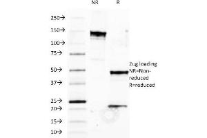 SDS-PAGE Analysis Purified HLA-B Mouse Monoclonal Antibody (JOAN-1). (HLA-B antibody)