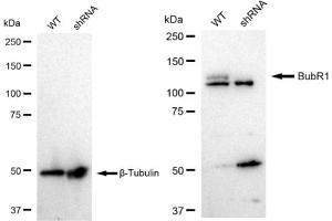 Western blotting analysis using BubR1 antibody (ABIN7797805).