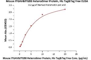 Immobilized Human Fibronectin at 2 μg/mL (100 μL/well) can bind Mouse ITGAV&ITGB8 Heterodimer Protein, His Tag&Tag Free (ABIN6731263,ABIN6809904) with a linear range of 0.
