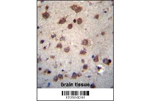 PHAX Antibody immunohistochemistry analysis in formalin fixed and paraffin embedded human brain tissue followed by peroxidase conjugation of the secondary antibody and DAB staining. (PHAX antibody  (C-Term))