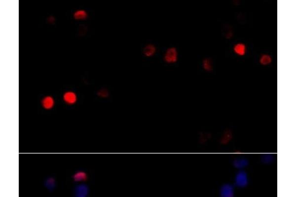 Cyclin G1 antibody