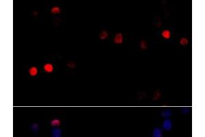 Immunofluorescence analysis of 293T cells using CCNG1 Polyclonal Antibody at dilution of 1:100 (40x lens). (Cyclin G1 antibody)