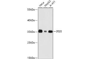 Western blot analysis of extracts of various cell lines, using IFI35 antibody (ABIN7267962) at 1:1000 dilution. (IFI35 antibody  (AA 1-288))