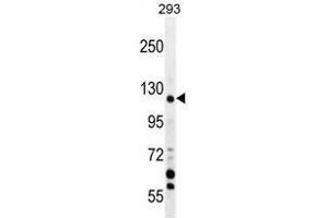 TRPM8 Antibody (Center) western blot analysis in 293 cell line lysates (35 µg/lane). (TRPM8 antibody  (Middle Region))
