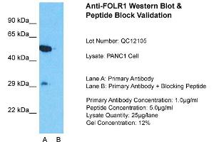 Host:  Rabbit  Target Name:  FOLR1  Sample Type:  PANC1 Whole Cell  Lane A:  Primary Antibody  Lane B:  Primary Antibody + Blocking Peptide  Primary Antibody Concentration:  1ug/ml  Peptide Concentration:  5ug/ml  Lysate Quantity:  25ug/lane/Lane  Gel Concentration:  0. (FOLR1 antibody  (Middle Region))