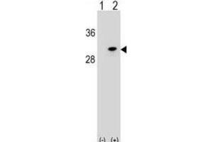 Western Blotting (WB) image for anti-Polymerase (RNA) II (DNA Directed) Polypeptide D (POLR2D) antibody (ABIN2999288) (POLR2D antibody)