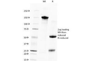 SDS-PAGE Analysis of Purified, BSA-Free Human Nuclear Antigen Antibody (clone 235-1). (Nuclear Antigen antibody)