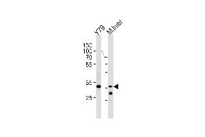 Western blot analysis in Y79 cell line and mouse liver lysates (35ug/lane). (CSDA antibody  (AA 152-181))