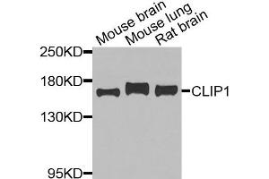 Western blot analysis of extracts of various cells, using CLIP1 antibody.