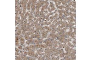Immunohistochemical staining of human ovary with C9 polyclonal antibody  shows strong cytoplasmic positivity in follicle cells at 1:10-1:20 dilution.