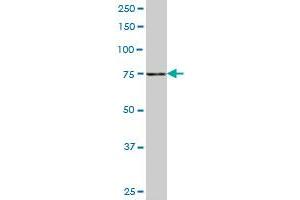 SLC4A8 antibody  (AA 187-286)