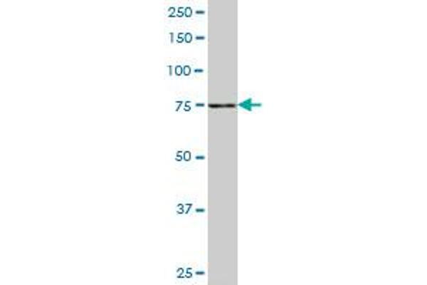 SLC4A8 antibody  (AA 187-286)