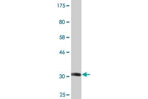 TRAM2 antibody  (AA 310-369)