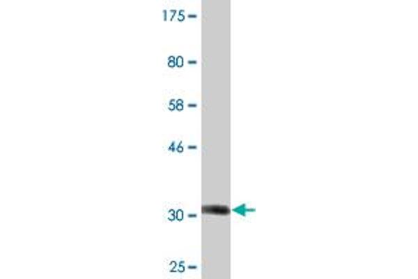 TRAM2 antibody  (AA 310-369)