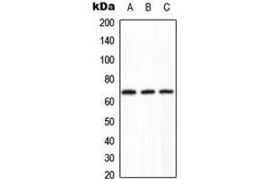Western blot analysis of PPP2R1B expression in HeLa (A), Raw264. (PPP2R1B antibody  (C-Term))