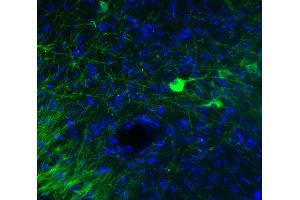 Indirect immunohystochemistry of a PFA fixed mouse brain section (dilution 1 : 500; green).