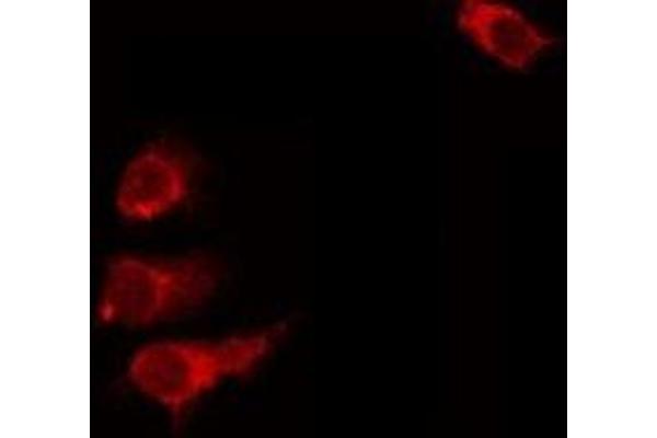 SLC39A9 antibody  (Internal Region)