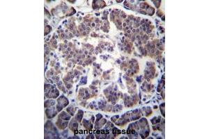 TBL2 Antibody (N-term) immunohistochemistry analysis in formalin fixed and paraffin embedded human pancreas tissue followed by peroxidase conjugation of the secondary antibody and DAB staining. (TBL2 antibody  (N-Term))