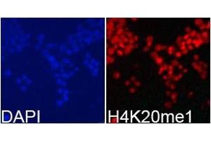 Immunofluorescence analysis of 293T cell usingH4K20me1 antibody. (Histone H4 antibody  (meLys20))