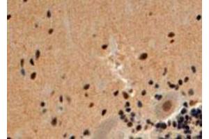 ARRB2 polyclonal antibody  (4 ug/mL) staining of paraffin embedded human cerebellum. (Arrestin 3 antibody  (Internal Region))