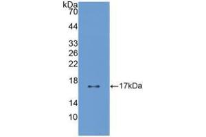 Western blot analysis of recombinant Human PTN. (Pleiotrophin antibody  (AA 33-168))