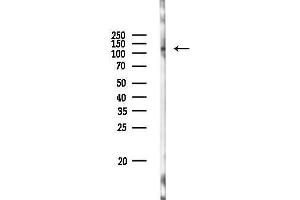 anti-SLIT-ROBO rho GTPase Activating Protein 2 (SRGAP2) antibody