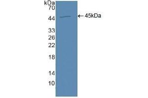 Detection of Recombinant AQP4, Human using Polyclonal Antibody to Aquaporin 4 (AQP4) (Aquaporin 4 antibody  (AA 178-317))