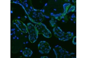 anti-Hydroxysteroid (11-Beta) Dehydrogenase 2 (HSD11B2) (AA 277-309), (C-Term) antibody