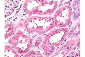 Anti-GNPDA1 antibody IHC of human kidney. (GNPDA1 antibody  (AA 250-289))