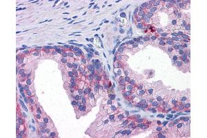 Anti-SLC39A3 antibody IHC of human prostate. (SLC39A3 antibody  (Internal Region))
