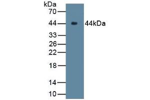 Figure. (C9 antibody  (AA 139-519))