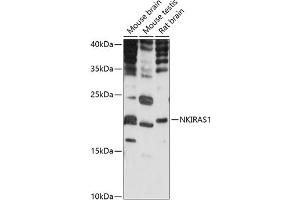 Western blot analysis of extracts of various cell lines, using NKIR antibody (ABIN7268903) at 1:1000 dilution.