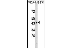 Western blot analysis of NDRG1 Antibody (N-term) (ABIN390922 and ABIN2841124) in MDA-M cell line lysates (35 μg/lane). (NDRG1 antibody  (N-Term))