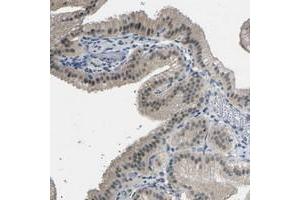 Immunohistochemical staining of human gallbladder with GPR158 polyclonal antibody  shows weak nuclear positivity in glandular cells. (GPR158 antibody)