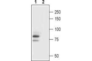 Western blot analysis of rat brain lysate: - 1. (TRPC3 antibody  (Intracellular))
