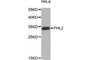 Western blot analysis of extracts of HeLa cells, using FHL2 antibody. (FHL2 antibody)