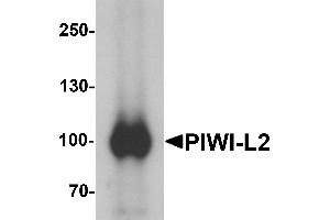 Western blot analysis of PIWI-L2 in HepG2 cell lysate with PIWI-L1 antibody at 1 µg/mL.