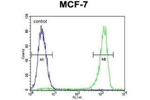 VEGF3 Antibody (N-term) flow cytometric analysis of MCF-7 cells (right histogram) compared to a negative control cell (left histogram). (VEGFC antibody  (N-Term))