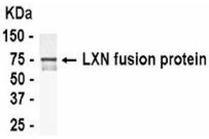 Western Blotting (WB) image for anti-Latexin (LXN) (AA 1-222) antibody (ABIN2467857) (Latexin antibody  (AA 1-222))