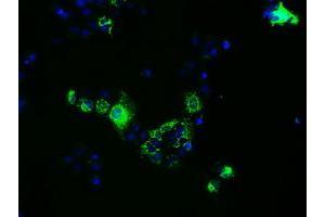 Immunofluorescence (IF) image for anti-Fumarylacetoacetate Hydrolase Domain Containing 2A (FAHD2A) antibody (ABIN1498181) (FAHD2A antibody)