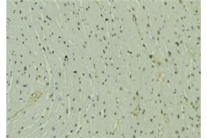 ABIN6277646 at 1/100 staining Mouse muscle tissue by IHC-P. (SH2B1 antibody  (Internal Region))
