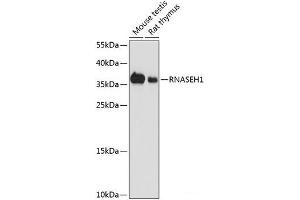 Western blot analysis of extracts of various cell lines using RNASEH1 Polyclonal Antibody at dilution of 1:1000.