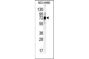 Western blot analysis of anti-CUL5 Antibody (C-term) in Hela cell line lysates (35ug/lane).