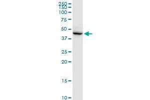 DSCC1 MaxPab polyclonal antibody.