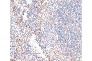 Immunohistochemistry of paraffin-embedded Mouse spleen using GPC3 Polyclonal Antibody at dilution of 1:100 (40x lens). (Glypican 3 antibody)