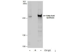 IP Image Immunoprecipitation of Fatty Acid Synthase protein from HeLa whole cell extracts using 5 μg of Fatty Acid Synthase antibody [N1N2], N-term, Western blot analysis was performed using Fatty Acid Synthase antibody [N1N2], N-term, EasyBlot anti-Rabbit IgG  was used as a secondary reagent.