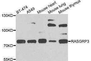Western blot analysis of extracts of various cells, using RASGRP3 antibody. (RASGRP3 antibody)