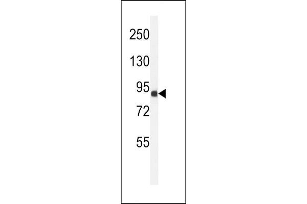 ANKRD49 抗体  (AA 80-109)